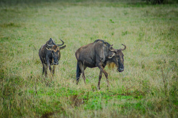 Naklejka na ściany i meble wildebeest in ngorongoro