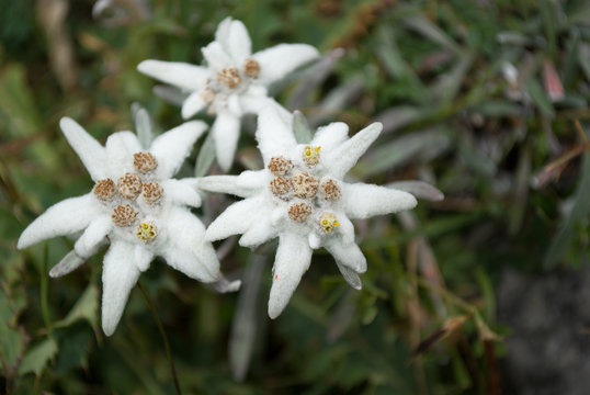 edelweiss, the symbol of Austria