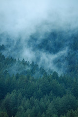 fog misty tree layers background texture