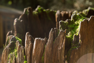 redwood tree stump with mist and moss room for text