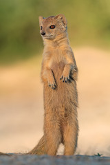 An alert yellow mongoose (Cynictus penicillata) standing upright, Kalahari desert, South Africa.