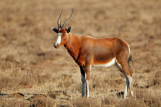 A blesbok antelope (Damaliscus pygargus) standing in grassland, South Africa.
