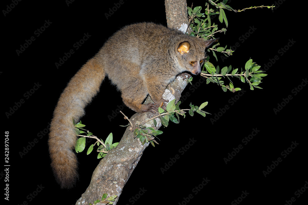 Wall mural nocturnal greater galago or bushbaby (otolemur crassicaudatus) in a tree, south africa.