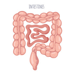 Human intestines anatomy vector illustration. Organs for surgeries and transplantation. Isolated on white background, hand-drawn style, medical icon.
