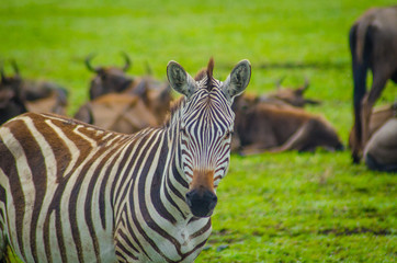 Fototapeta na wymiar zebra head shot in serengeti