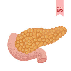 Human pancreas anatomy vector illustration. Organs for surgeries and transplantation. Isolated on white background, hand-drawn style.