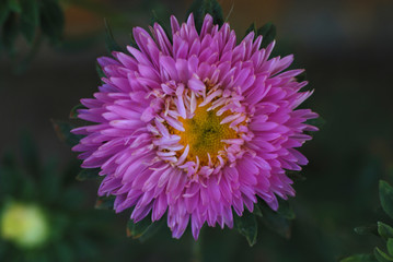 The Aster is a flower that is found in almost every garden