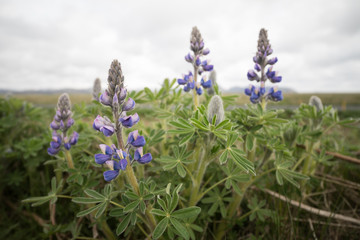 Spring Lupines in Iceland with a Rocky Backrop