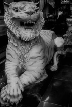 Black and White Balinese Tiger