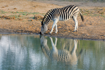 Fototapeta na wymiar A plains zebra (Equus burchelli) drinking water, Mkuze game reserve, South Africa.