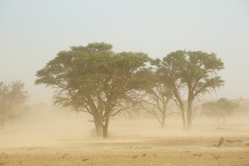Fototapeta na wymiar Landscape with trees during a severe sand storm in the Kalahari desert, South Africa.