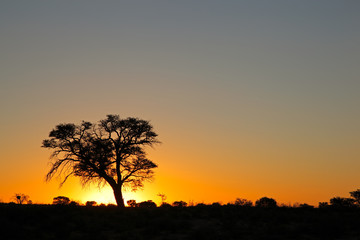 Fototapeta na wymiar Sunset with silhouetted African thorn tree, Kalahari desert, South Africa.