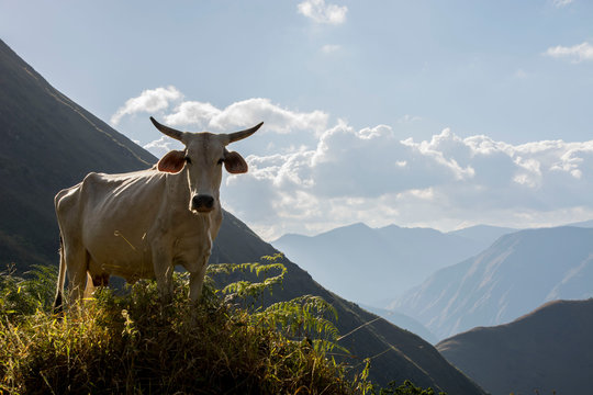 Magestic white cow in beautiful mountain lansdcape