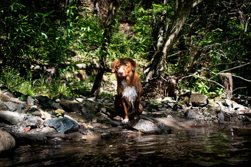 Hund am Ufer eines Bachs
