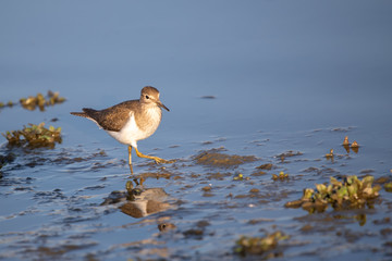 Dere düdükçünü » Common Sandpiper » Actitis hypoleucos