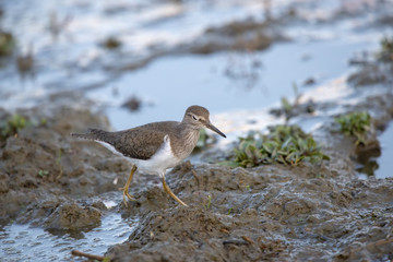 Dere düdükçünü » Common Sandpiper » Actitis hypoleucos