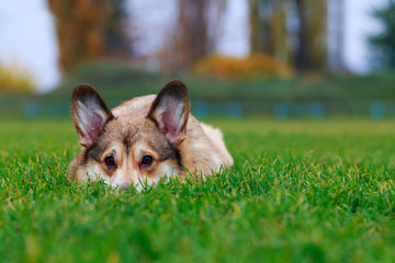Dog breed Welsh Corgi Pembroke