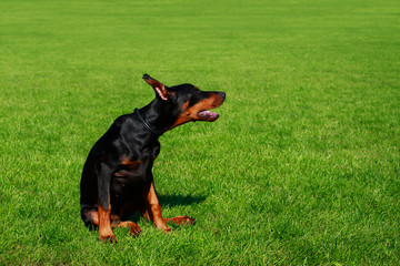 Dog breed Doberman Pinscher