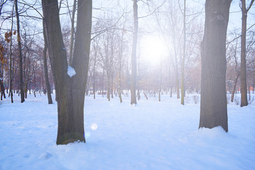 Fabulous winter forest and the sun is shining. Sunrise.