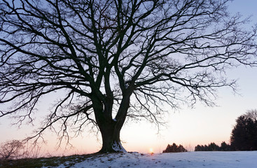 Baum im Winter