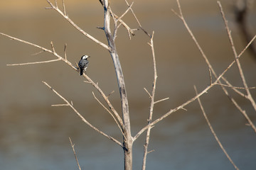 Akkuyruksallayan » White Wagtail » Motacilla alba