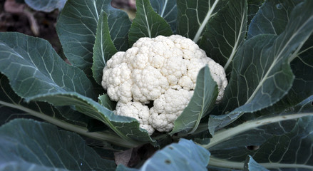  In organic soil grown cauliflower