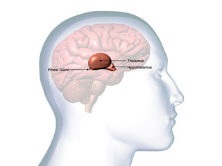  Profile of Male Head with Thalamus Brain Anatomy Labeled - obrazy, fototapety, plakaty