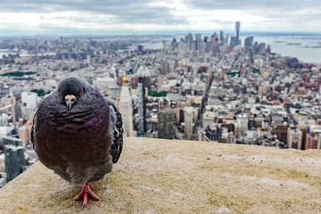 Pigeon at the roof of the Empire state building, New York City, United States