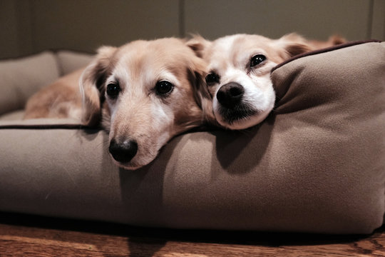 Two puppies