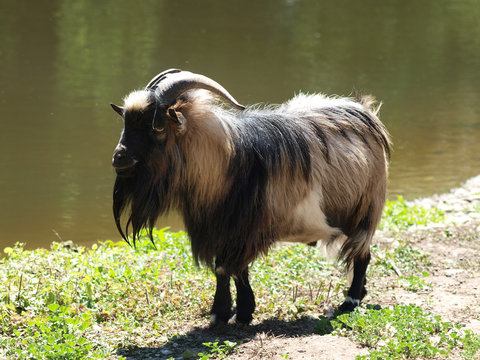 Capra hircus - Bouc nain 
