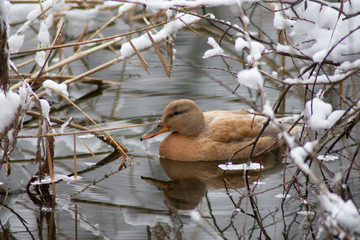 Schwimmende Stockente