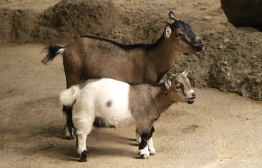 Capra hircus - Chevreaux nain