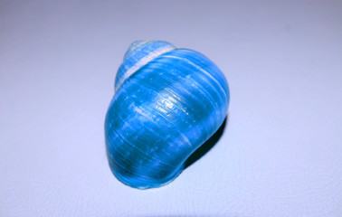 shell,sea,shells,seashell,beach