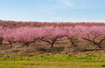 Fototapeta na wymiar blooming peach trees