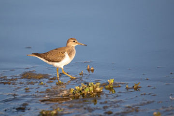 Dere düdükçünü » Common Sandpiper » Actitis hypoleucos