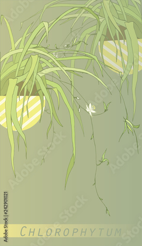 Chlorophytum Useful Indoor Plants Botany Graphic Leaves Blooming Useful Indoor Plants Botany Graphic Leaves Blooming Flowerpot Home Flowers