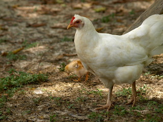 Hen with chick