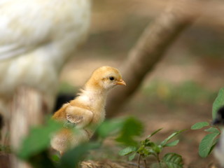 Chick in the yard