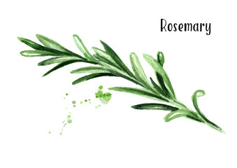 Rosemary. Watercolor hand drawn illustration, isolated on white background