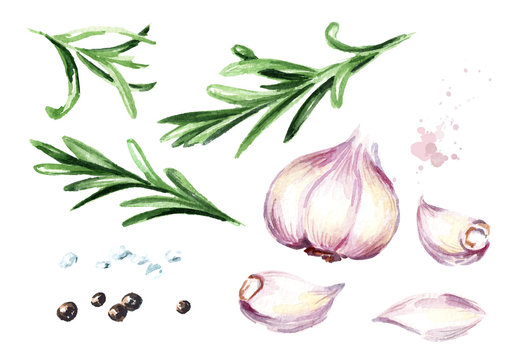 Rosemary, garlic, salt, pepper set. Watercolor hand drawn illustration, isolated on white background
