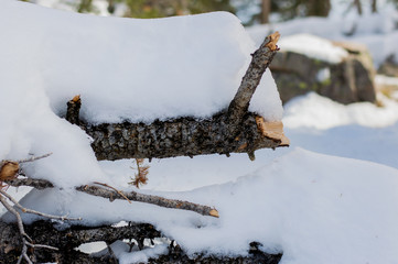 tree branch with snow