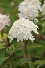 Hydrangea Vanille Fraise