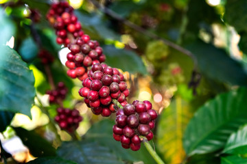 organic beans of coffe in India