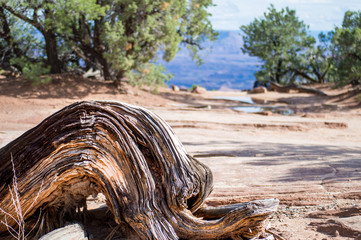 Textured tree close up in canyons national park