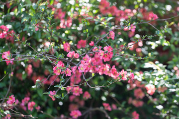 Kwitnący krzew pigwowiec