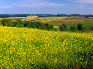 field of rape near the Kazimirez Dolny and Mecmierz, Poland