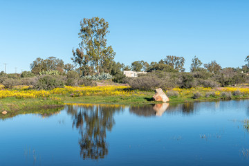Obraz premium Yellow bulbinellas next to a pond at Willemsrivier