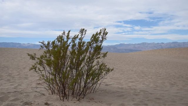 Creosote bush at Mesquite Flat Sand Dunes (Death Valley, California)
