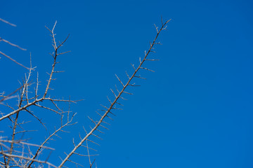 branches of tree against blue sky