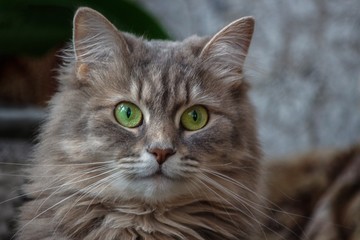 Portrait of beautiful gray kitty closeup